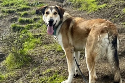 The Heartbreaking Story of Esmores: A Dog Returned to the Shelter for Being 'Too Big'