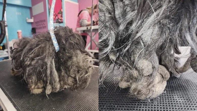 Abandoned and Neglected: The Heartbreaking Tale of Pixie the Shaggy Dog
