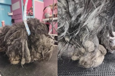 Abandoned and Neglected: The Heartbreaking Tale of Pixie the Shaggy Dog