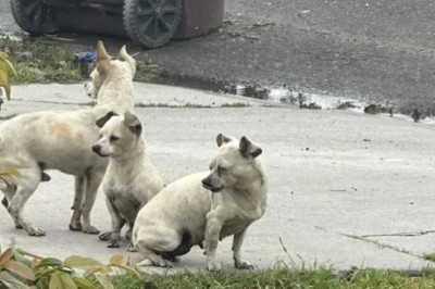The Great Escape: The Heartwarming Tale of Three Rescued Puppies Finding Comfort in Each Other