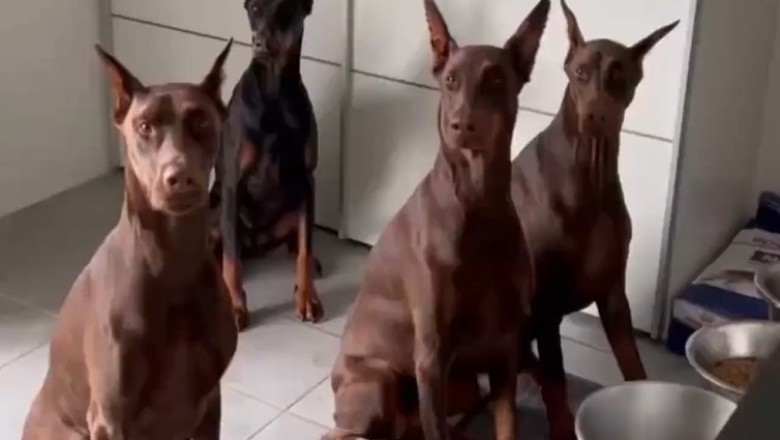 Canine Cafeteria Chaos: The Hilarious Doggie Dinner Dilemma Unleashed!