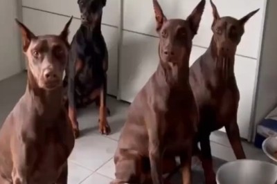 Canine Cafeteria Chaos: The Hilarious Doggie Dinner Dilemma Unleashed!