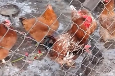 Cluck-tastic Chaos: Watch a Chicken Navigate a Cage!