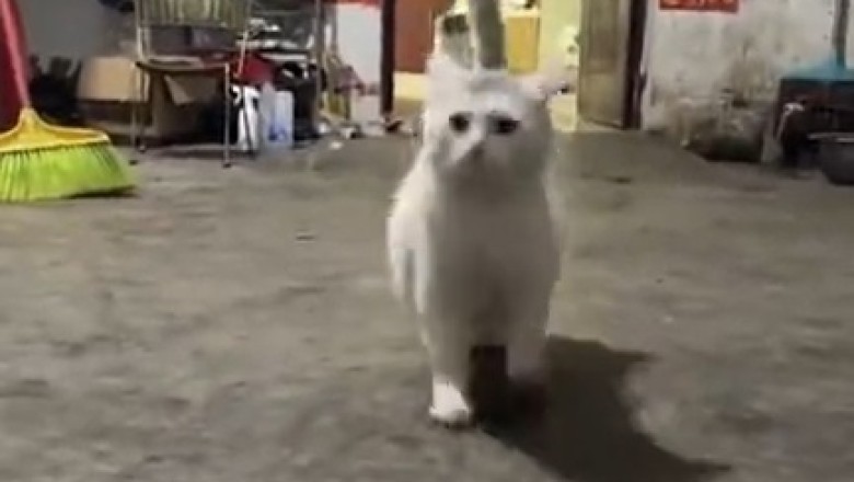 Feline Fiasco: The Purrrfectly Naughty Cat's Mischievous Misadventures!