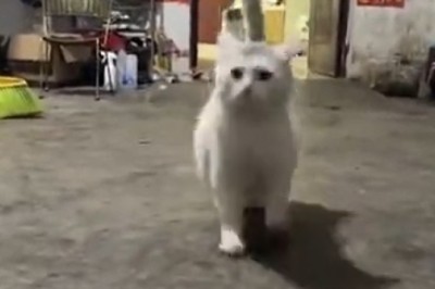 Feline Fiasco: The Purrrfectly Naughty Cat's Mischievous Misadventures!