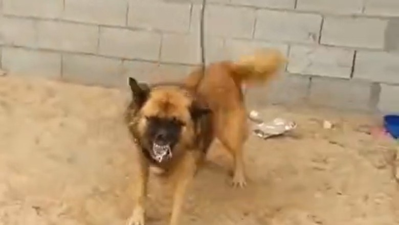 Fluffy Fury: Watch This Angry Sheepdog Go Bark-mode!