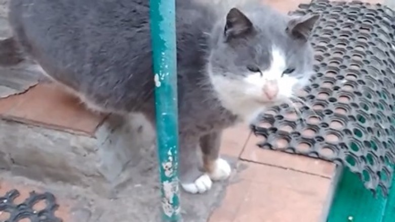 Grumpy Grandpa Cat: The Hilarious Antics of an Old Feline!