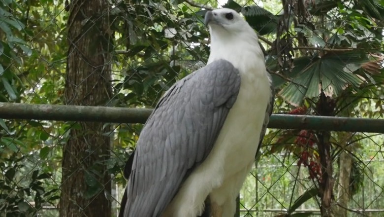 Hilarious Encounter: Bald Eagle Goes Bald and Embraces the Baldness!