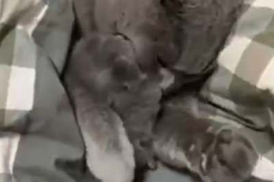 Meow-gnificent Momma: The Epic Adventures of a Cat and Her Kittens!