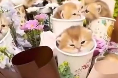 Purr-fect Present: Kittens Surprise Their Humans with Cuteness Overload!