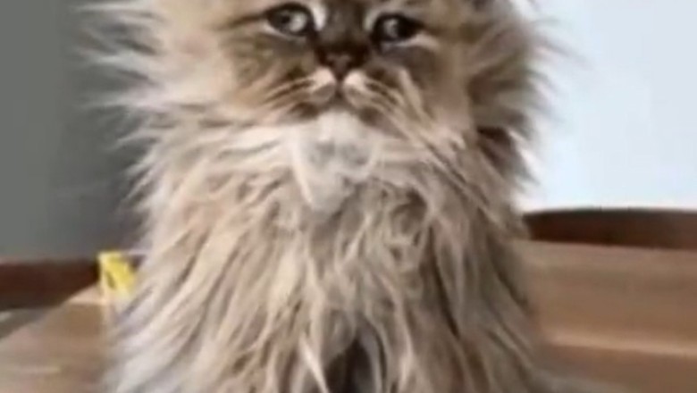 Roar-some Achievement: Meet the Big Cat with a Small Cat Attitude!