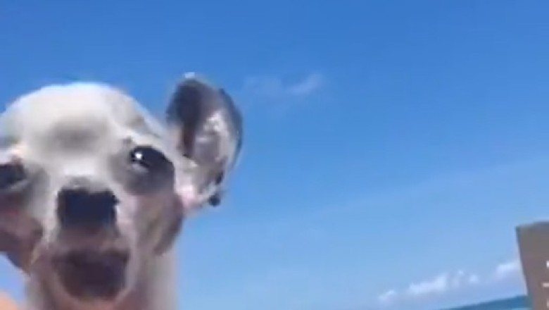 Roo or Woof? Meet the Kangaroo-Dog Doppelgänger!