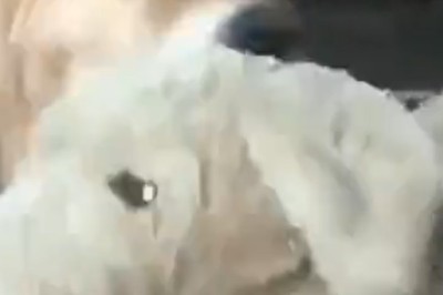 The Ultimate Dog Glow-Up: From Ruff to Fluff!