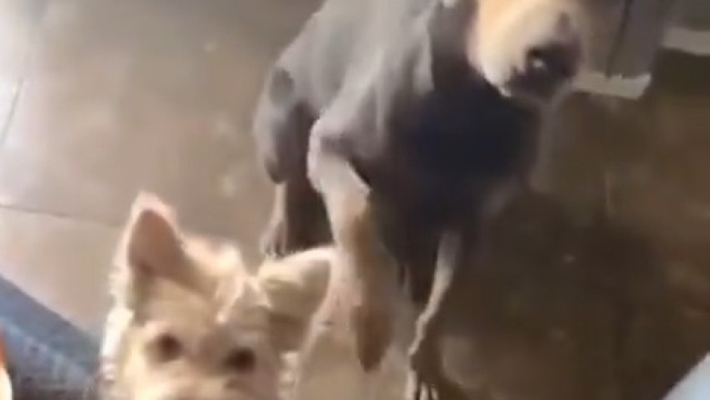 Ultimate Doggie Showdown: Tiny Pooch vs. Bossy Big Brother!
