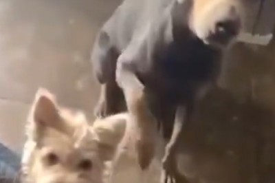 Ultimate Doggie Showdown: Tiny Pooch vs. Bossy Big Brother!