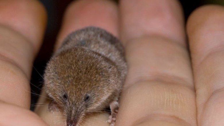 Unveiling the Etruscan Shrew: The World's Smallest Mammal
