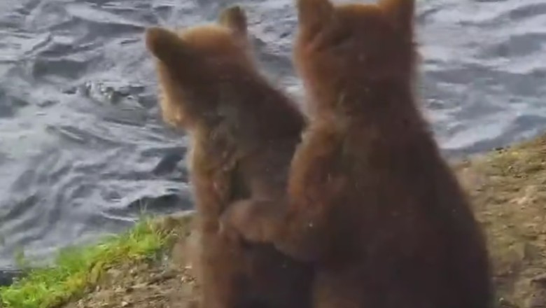 Adorable Chaos: Watch Two Tiny Bears Cause Hilarious Havoc on the River!