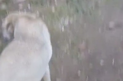 Good Boy with Manners: The Polite Pup that Steals Hearts!