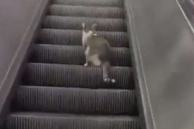 Paws and Escalation: Feline Friends Conquer the Moving Stairs!