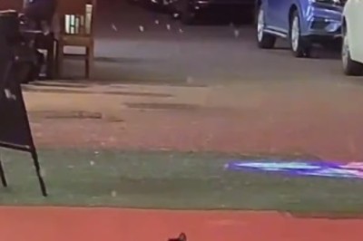 Pawsitively Purrrfect: Cat Goes Wild in Winter Wonderland and Frolics in the Snow!