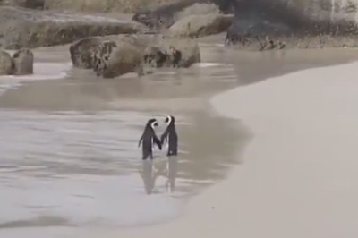 PenguWINs: Double Trouble as Tiny Tuxedoed Duo Take on the Coast!