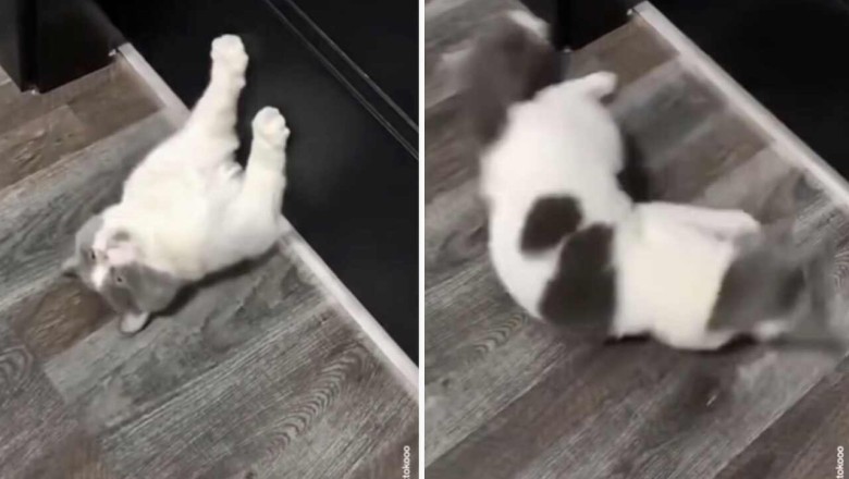 Purr-fectly Impossible: Cats Take on Mission: Impossible Feats in Viral Video