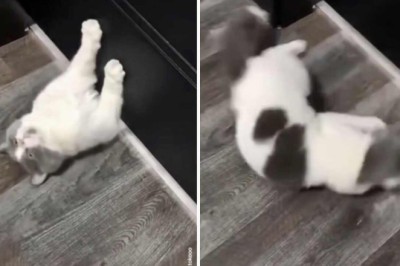 Purr-fectly Impossible: Cats Take on Mission: Impossible Feats in Viral Video