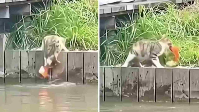 Unleashing the Power of Feline Predators: Watch as Cats Rule the Hunting Scene!