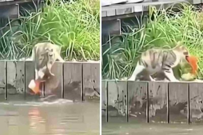 Unleashing the Power of Feline Predators: Watch as Cats Rule the Hunting Scene!