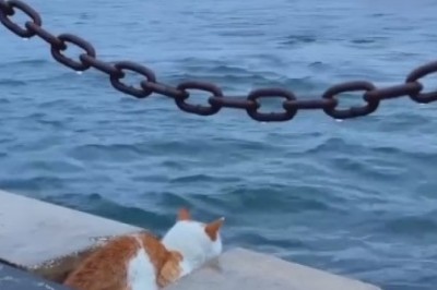 Zen Cat Chronicles: Serene Feline Finds Inner Peace on the Seashore!