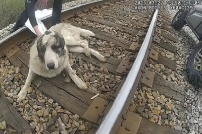 Heart-Rending Rescue: Dog Saved After Being Trapped on Train Tracks for Three Days
