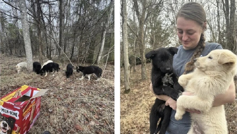 Heartfelt Rescue: Abandoned Puppies Saved from Forest Tragedy