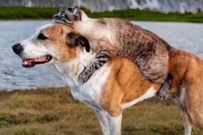 Veterinarian Stunned by Abandoned Dog's Unbelievable Act of Kindness!