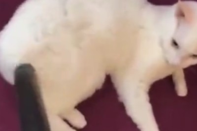 Hilarious Cat Conundrum: Owner Attempts to Clean Uncooperative Feline!