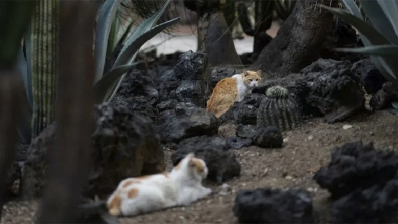 Historic Moment: 19 Cats from the National Palace Designated as Living Permanent Assets