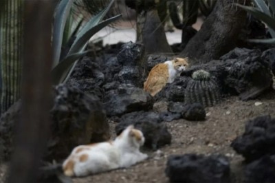 Historic Moment: 19 Cats from the National Palace Designated as Living Permanent Assets