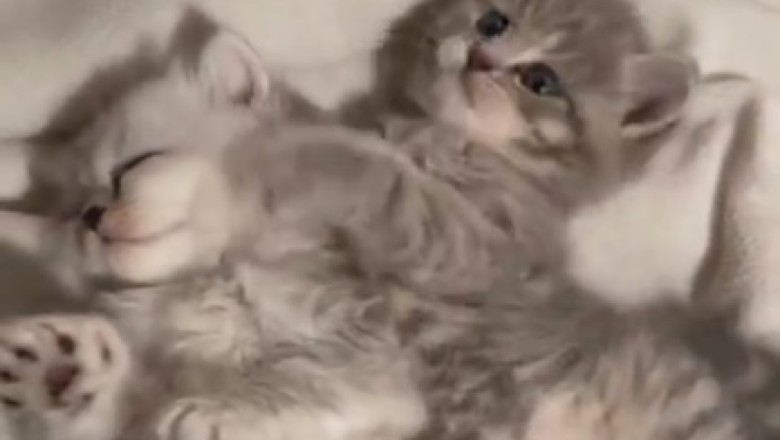 Tiny Terrors or Adorable Angels? Watch These Beautiful Kittens Decide!