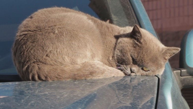 Understanding Cats: Can They Recognize People?