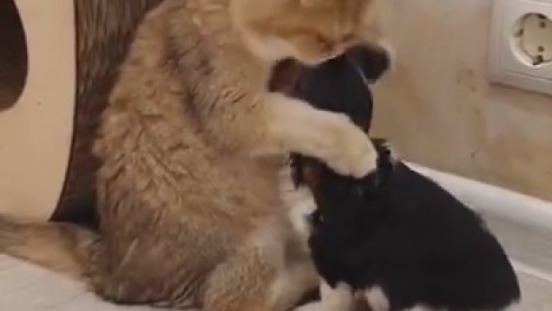 Unlikely BFFs: Cat Becomes Surrogate Mom to Tiny Dog and the Results are Paws-itively Adorable!