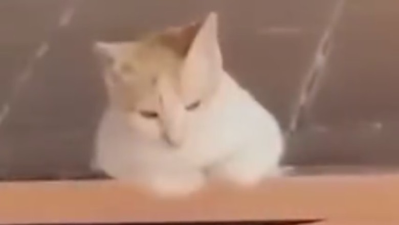 Cat-tastic Comedy Gold: The Ultimate Compilation of Hilarious Feline Antics
