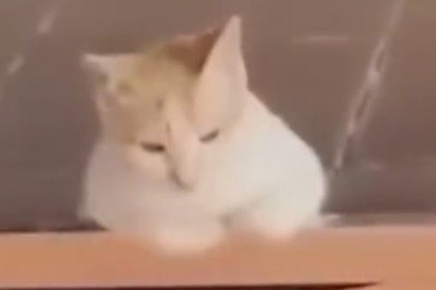 Cat-tastic Comedy Gold: The Ultimate Compilation of Hilarious Feline Antics