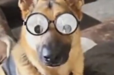 Fur-midable Funnies: The Most Hilarious Pet Hijinks You'll Ever See!