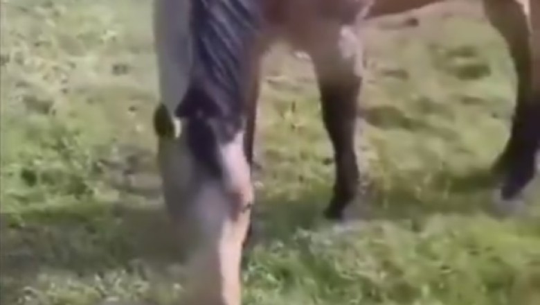 Hilarious Horse vs. Tiny Turtle Showdown: You Won't Believe Who Wins!