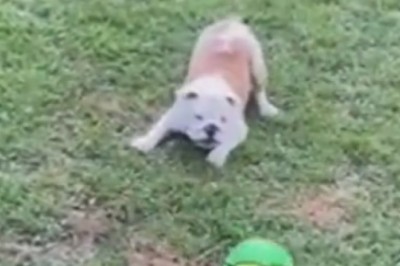 Hilarious Pet Shenanigans: The Ultimate Compilation of Laugh-Out-Loud Funny Moments!