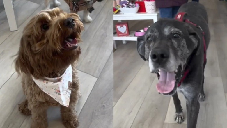 Paws and Play: Exclusive Dog Shopping Experience Goes Viral!