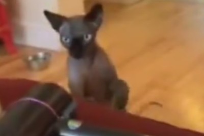 Pawsitively Hilarious: Unleashing the Fur-tastic World of Funny Pets!