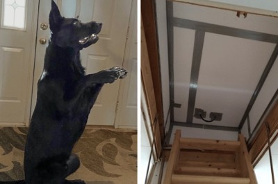 Retired Police Dog Keeps Barking At Attic Hatch, What Family Finds Inside Leaves Them Speechless