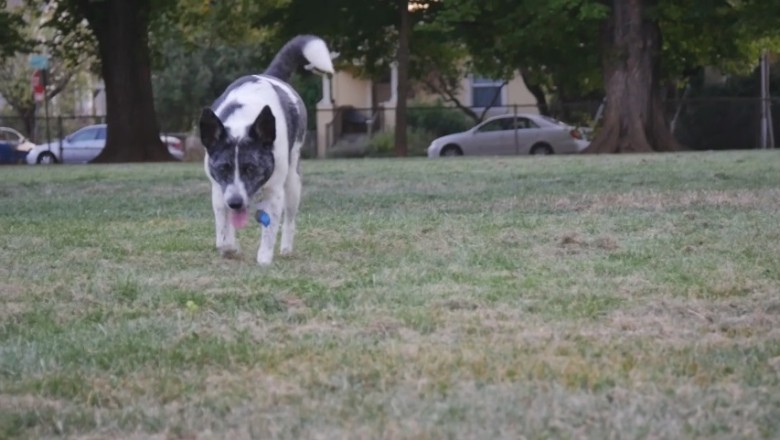 Understanding and Managing Excitement Urination in Dogs