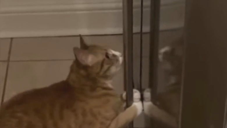 Claws & Laughs: Hilarious Cat Antics That Will Leave You PURRplexed!