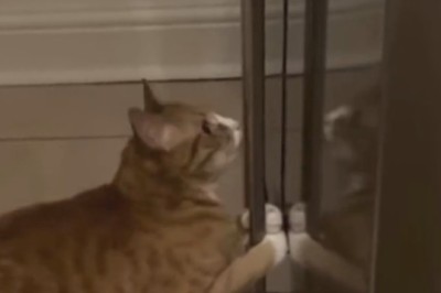 Claws & Laughs: Hilarious Cat Antics That Will Leave You PURRplexed!